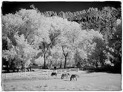 Three Horses
